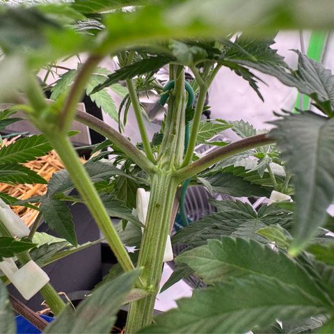 Ice Cream Cake FF #2 growlog timeline photo