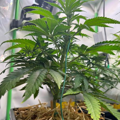 Ice Cream Cake FF #1 growlog timeline photo