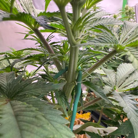 Ice Cream Cake FF #1 growlog timeline photo