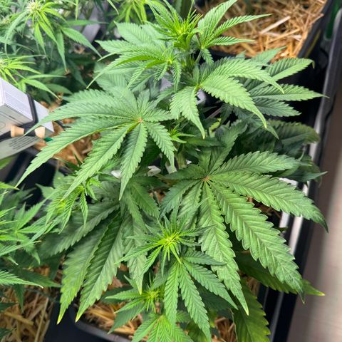 Ice Cream Cake FF #1 growlog timeline photo