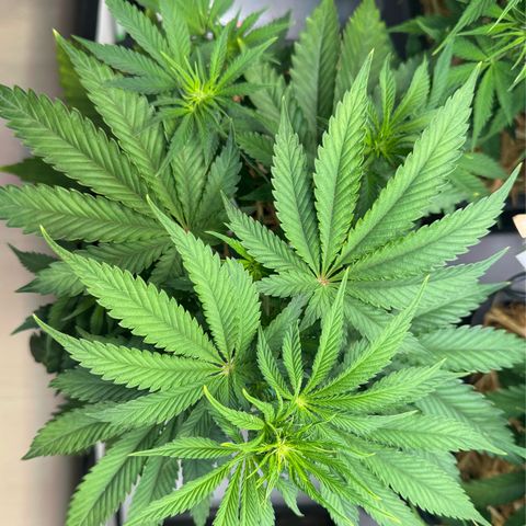 Ice Cream Cake FF #1 growlog timeline photo
