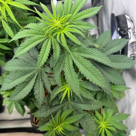 Ice Cream Cake FF #2 growlog timeline photo