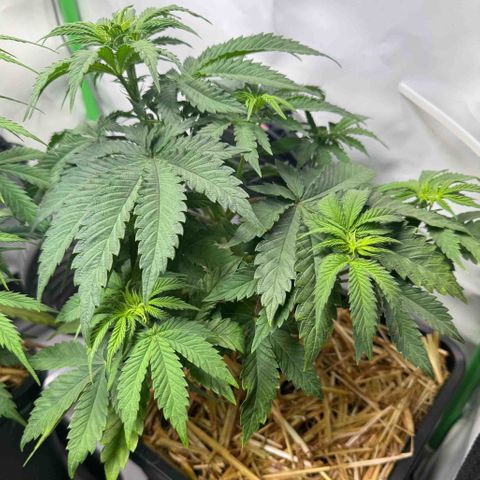 Ice Cream Cake FF #2 growlog timeline photo