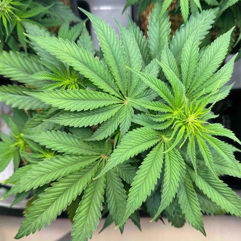 Ice Cream Cake FF #1 growlog timeline photo