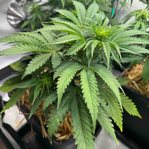 Ice Cream Cake FF #1 growlog timeline photo