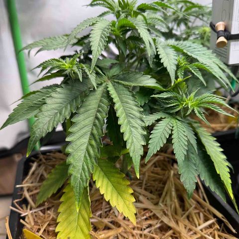 Ice Cream Cake FF #1 growlog timeline photo