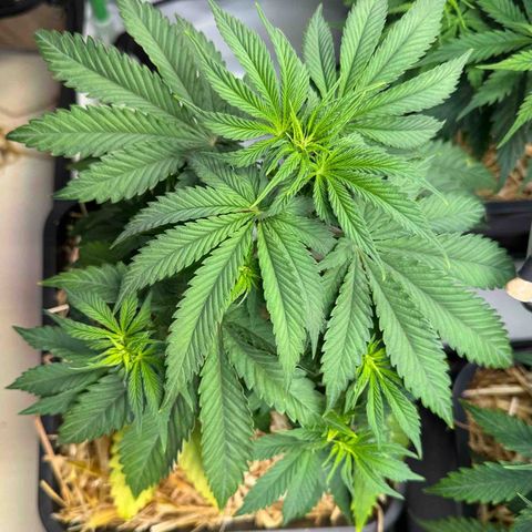 Ice Cream Cake FF #1 growlog timeline photo