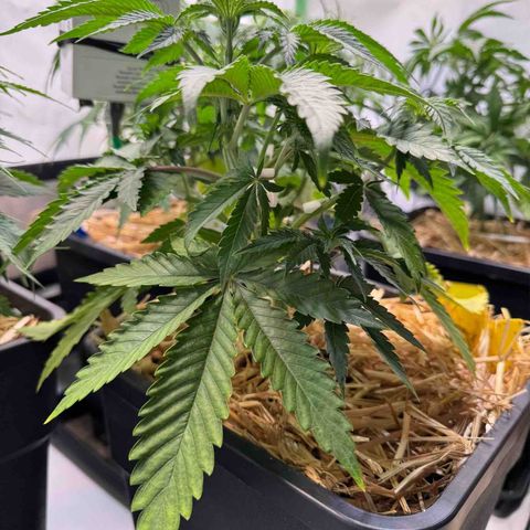 Ice Cream Cake FF #1 growlog timeline photo