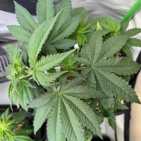 Ice Cream Cake FF #2 growlog timeline photo