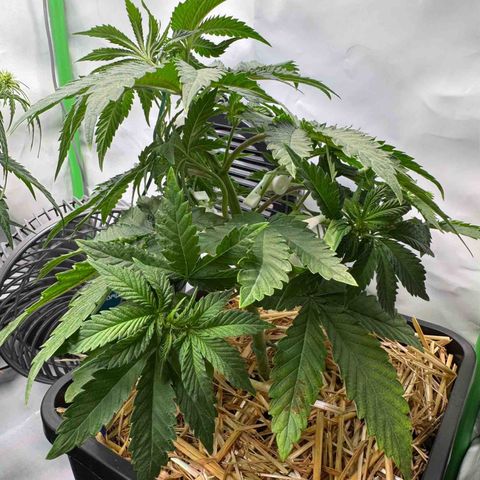 Ice Cream Cake FF #2 growlog timeline photo
