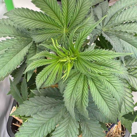 Ice Cream Cake FF #2 growlog timeline photo