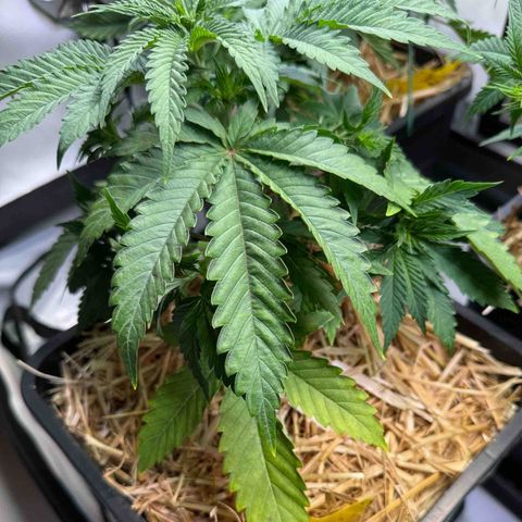 Ice Cream Cake FF #1 growlog timeline photo