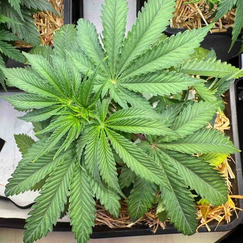 Ice Cream Cake FF #1 growlog timeline photo