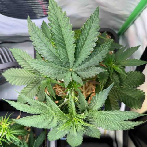 Ice Cream Cake FF #2 growlog timeline photo