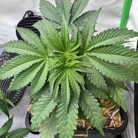 Ice Cream Cake FF #2 growlog timeline photo