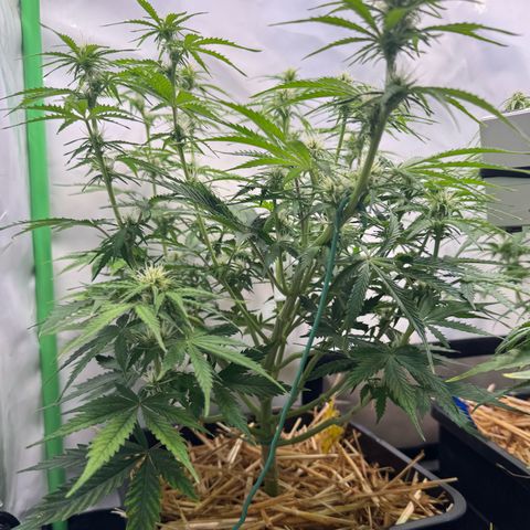 Watermelon Auto #2 growlog timeline photo