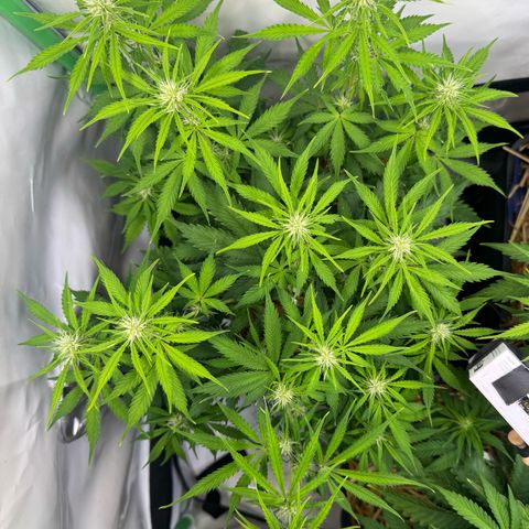 Watermelon Auto #2 growlog timeline photo