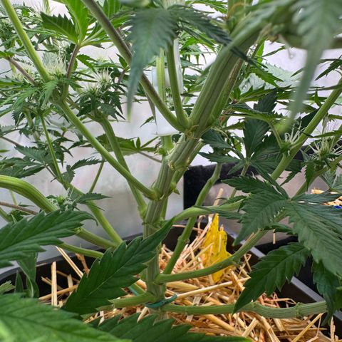 Watermelon Auto #2 growlog timeline photo