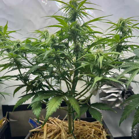 Watermelon Auto #1 growlog timeline photo