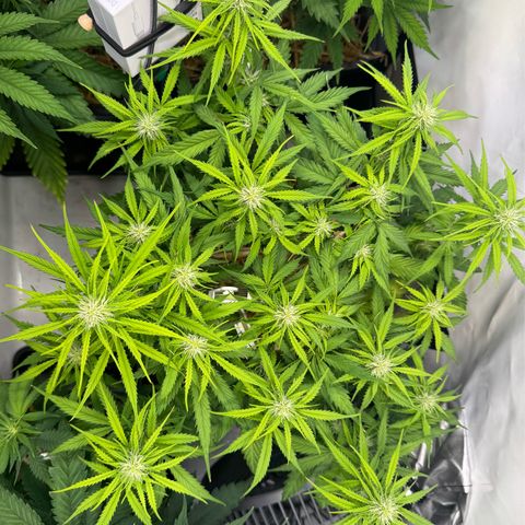 Watermelon Auto #1 growlog timeline photo