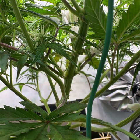 Watermelon Auto #1 growlog timeline photo