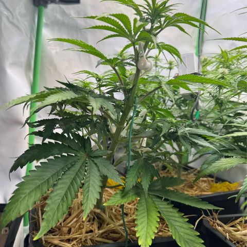 Ice Cream Cake FF #1 growlog timeline photo