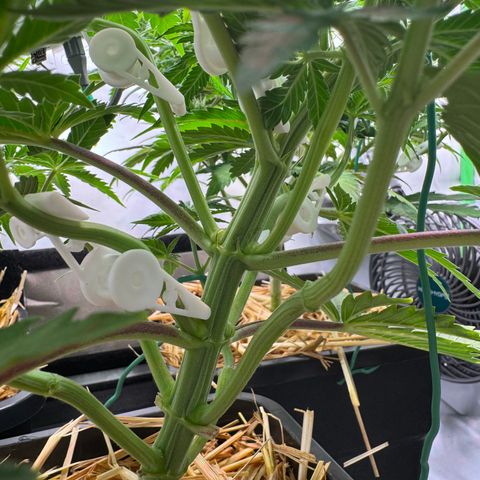 Ice Cream Cake FF #1 growlog timeline photo
