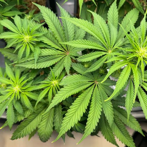 Ice Cream Cake FF #1 growlog timeline photo