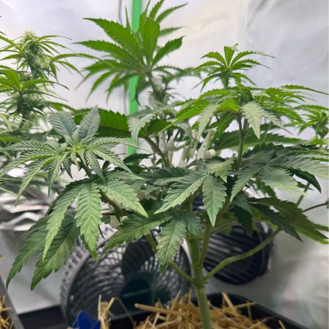Ice Cream Cake FF #2 growlog timeline photo