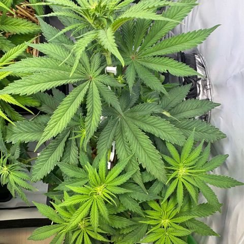 Ice Cream Cake FF #2 growlog timeline photo