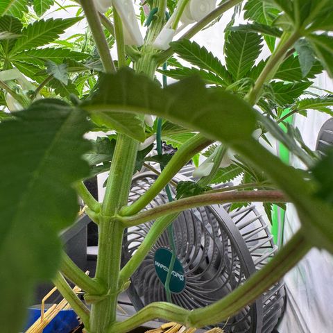 Ice Cream Cake FF #2 growlog timeline photo