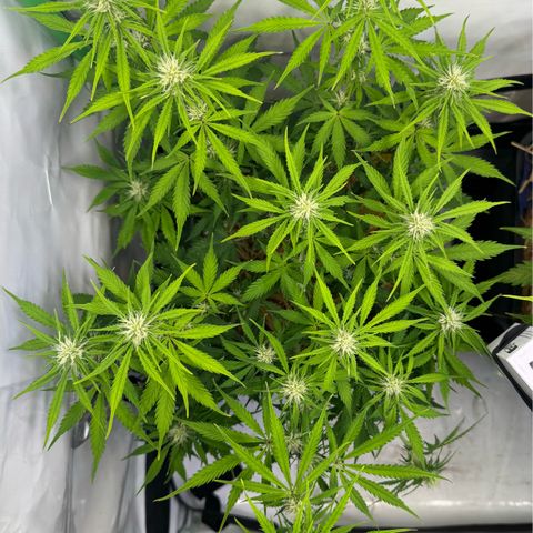 Watermelon Auto #2 growlog timeline photo