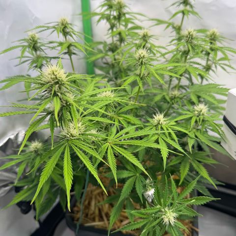 Watermelon Auto #2 growlog timeline photo