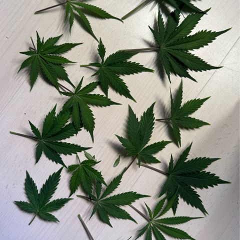 Watermelon Auto #2 growlog timeline photo