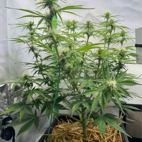 Watermelon Auto #2 growlog timeline photo