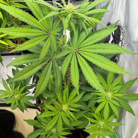 Ice Cream Cake FF #2 growlog timeline photo