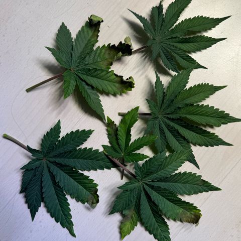 Ice Cream Cake FF #2 growlog timeline photo