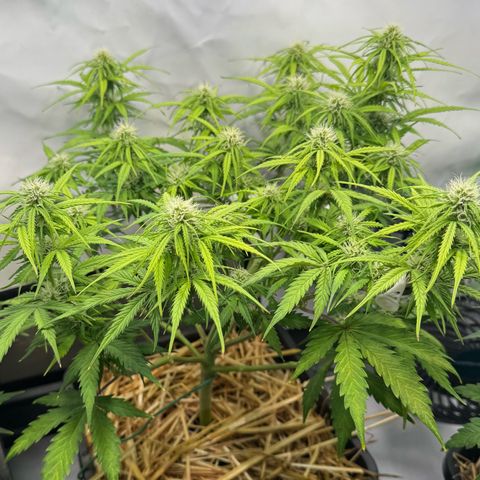 Watermelon Auto #1 growlog timeline photo