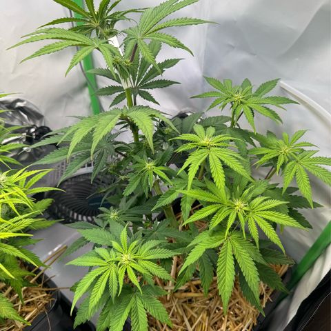 Ice Cream Cake FF #2 growlog timeline photo