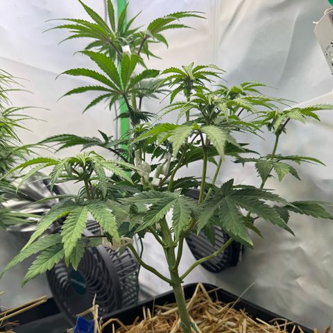 Ice Cream Cake FF #2 growlog timeline photo