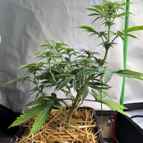 Ice Cream Cake FF #1 growlog timeline photo