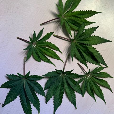 Ice Cream Cake FF #1 growlog timeline photo