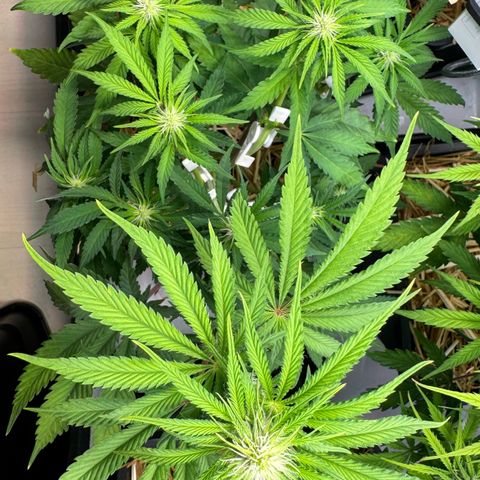 Ice Cream Cake FF #1 growlog timeline photo