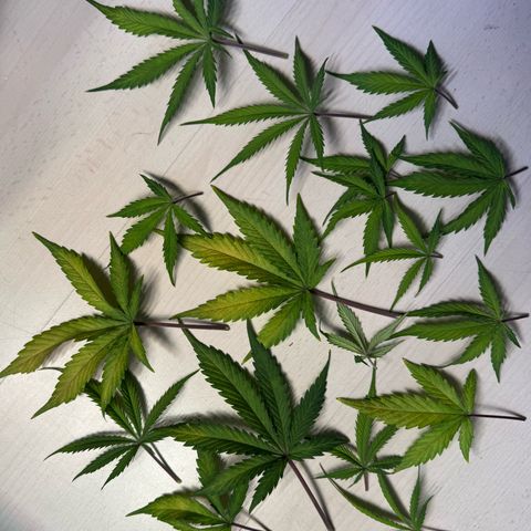 Watermelon Auto #1 growlog timeline photo