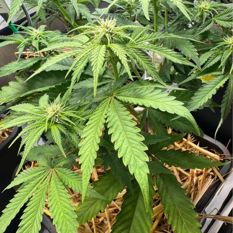 Ice Cream Cake FF #1 growlog timeline photo