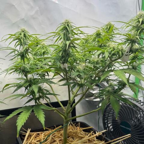 Watermelon Auto #1 growlog timeline photo