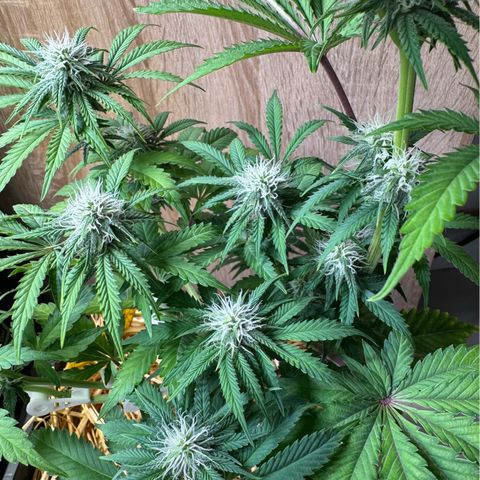 Ice Cream Cake FF #1 growlog timeline photo