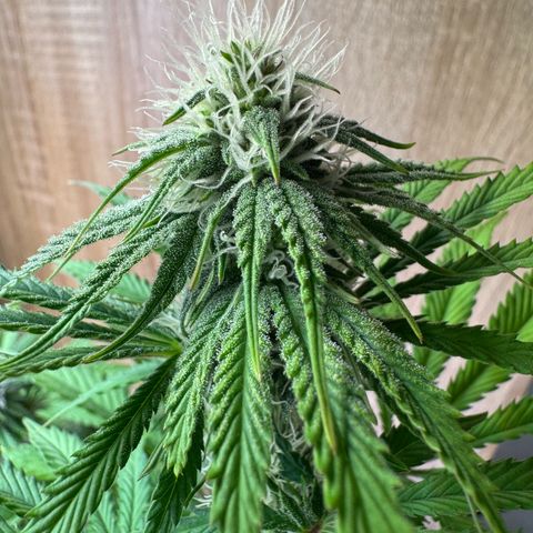 Ice Cream Cake FF #1 growlog timeline photo