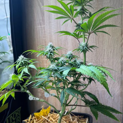 Ice Cream Cake FF #1 growlog timeline photo