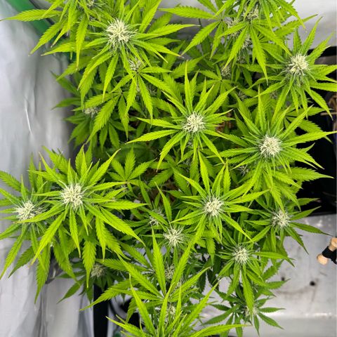 Watermelon Auto #2 growlog timeline photo